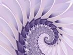 Lavendar 2
